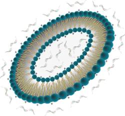 lipoplex and liposomes