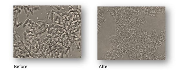 MF DNA - Ecoli cell rupture