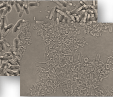 Cell Disruption