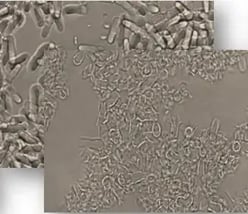 Cell-Disruption (1)
