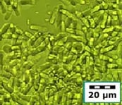 cellrupture-yeast-before (1)