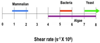 Table-4-Shear-Rate-of-Cells