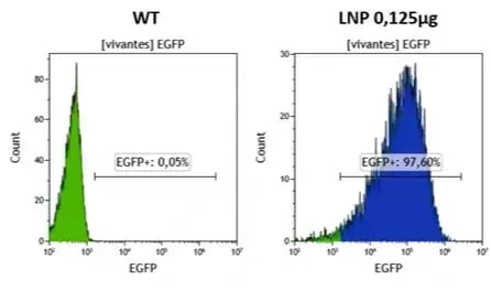 eGFP-at-difference-doses-in-HSC-1 eGFP-at-difference-doses-in-HSC-1