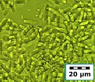 cellrupture yeast before