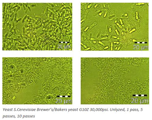 Yeast-Cell-Disruption