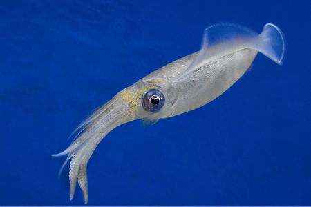 squid-chitin-research